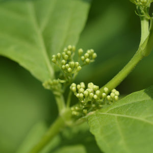 Japanese White Beautyberry