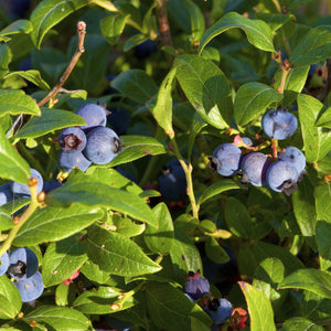 Lowbush Blueberry