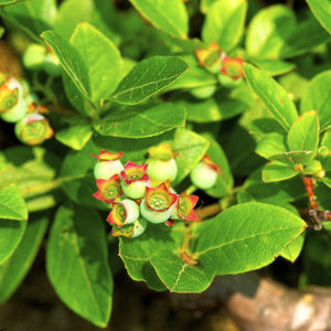 Lowbush Blueberry