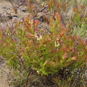 Lowbush Blueberry