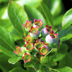 Lowbush Blueberry