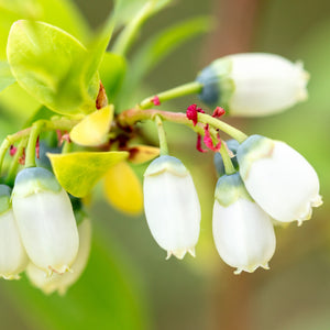 Elliot Blueberry Bush