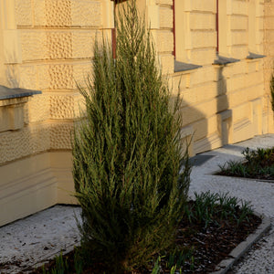 Brodie Juniper Shrub