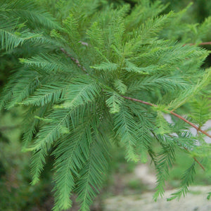 Bald Cypress GT