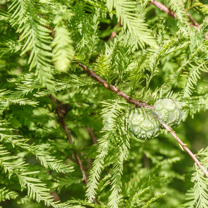 Bald Cypress GT