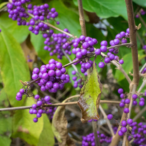 American Beautyberry Bare Root