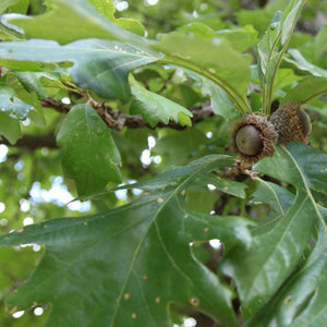 Bur Oak Tree Seedling