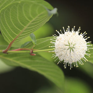 Buttonbush Seedling