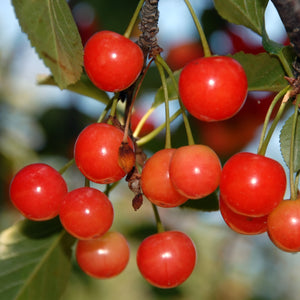 Montmorency Cherry Tree