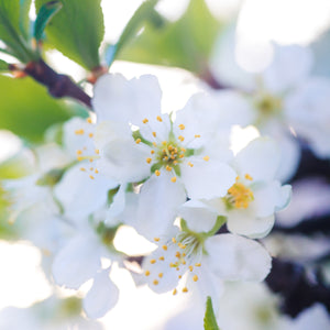 Montmorency Cherry Tree