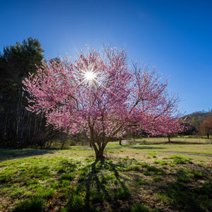 North Star Cherry Tree