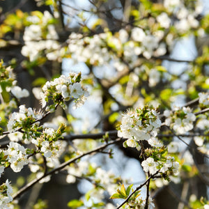 North Star Cherry Tree