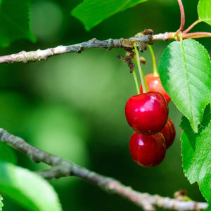 North Star Cherry Tree