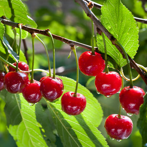 Black Cherry Tree – Green Thumbs Garden