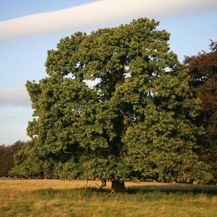 Chestnut Oak Bare Root