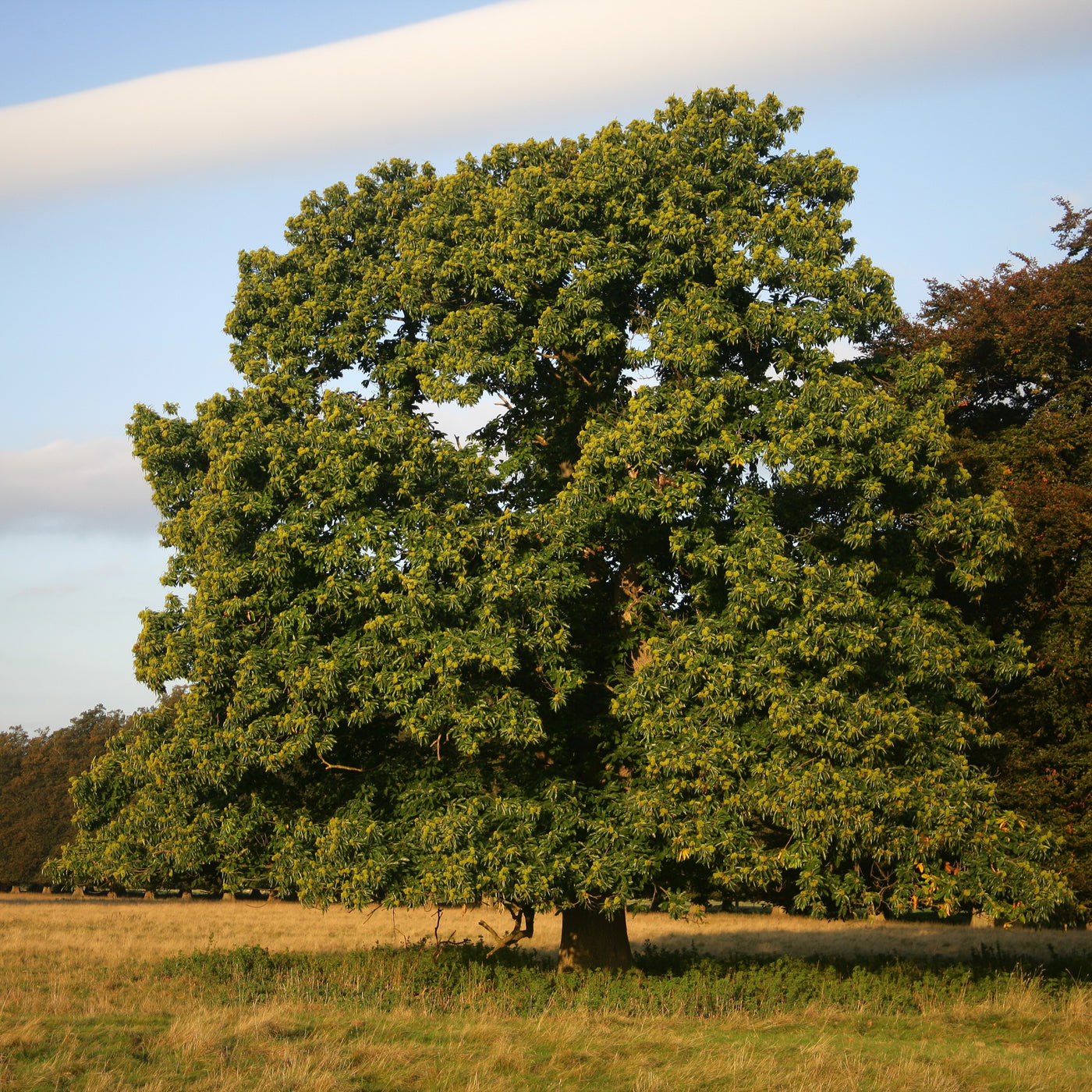 Chestnut Oak Tree