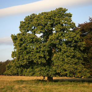 Chestnut Oak GT