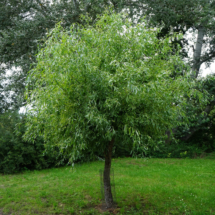 Chinese Corkscrew Willow GT