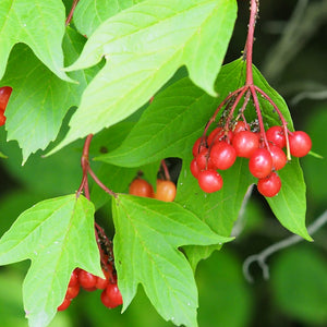 Wentworth Highbush Cranberry