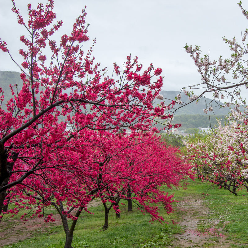 Crimson Cascade Weeping Peach Green Thumbs Garden