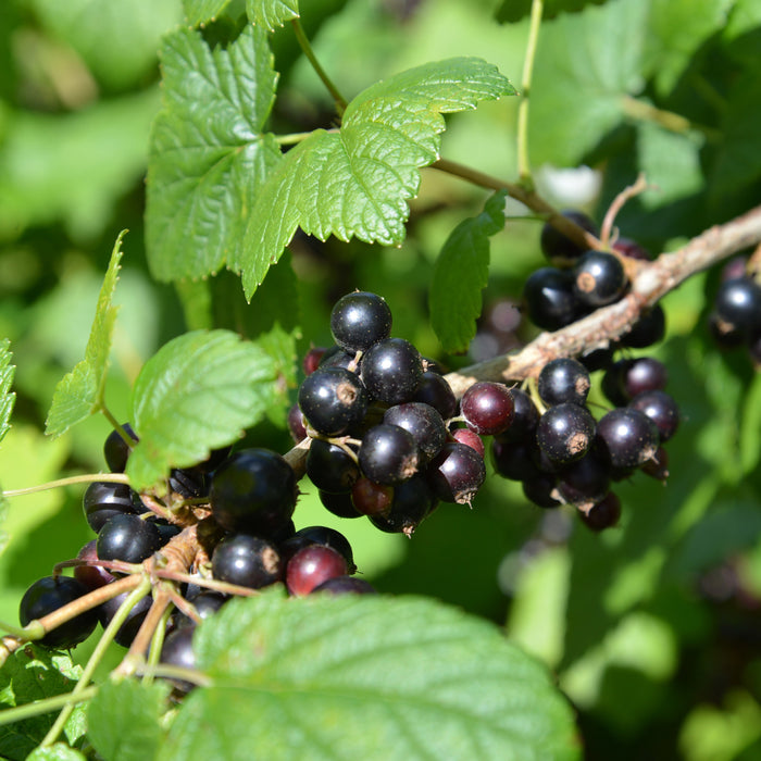 Consort Black Currant