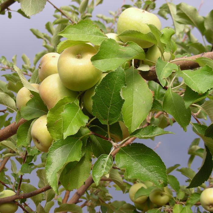 Yellow Delicious Apple Tree – Green Thumbs Garden