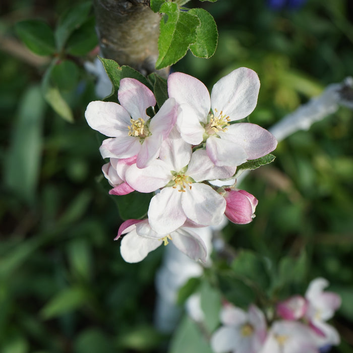 Golden Dorsett Apple Tree