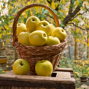 Golden Dorsett Apple Tree