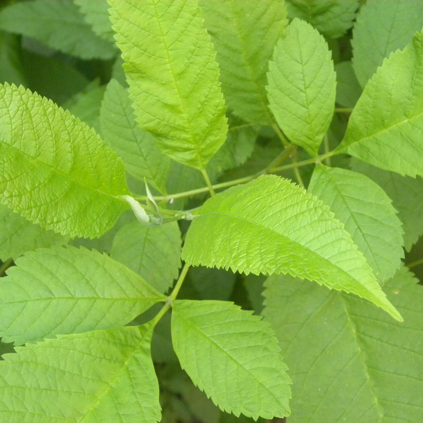 Slippery Elm Tree – Green Thumbs Garden