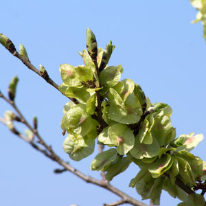 Slippery Elm Tree GT