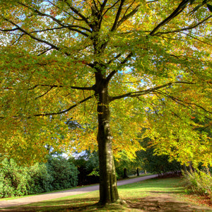 Slippery Elm Tree GT