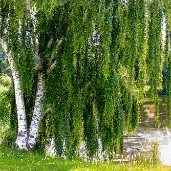 European White Birch Tree