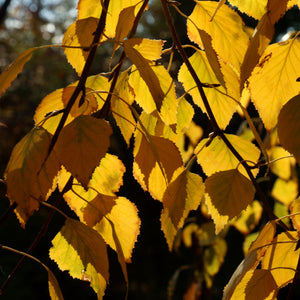 European White Birch GT