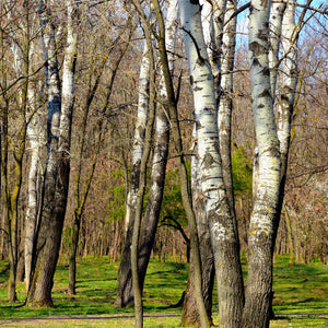 European White Birch GT