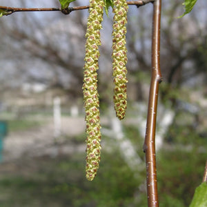 European White Birch GT