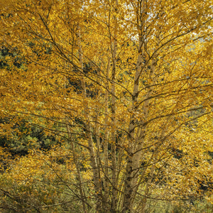 European White Birch GT