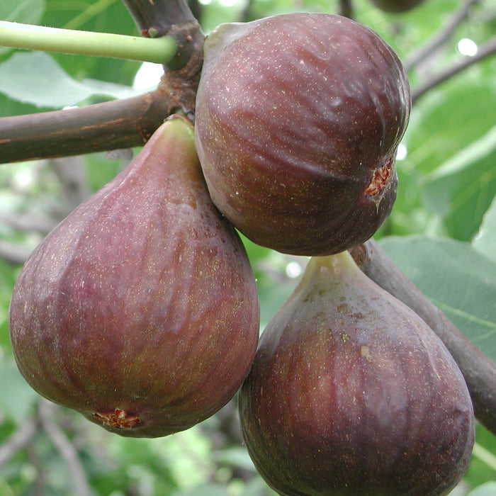 Beers Black Fig Tree