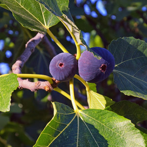 LSU Purple Fig Tree