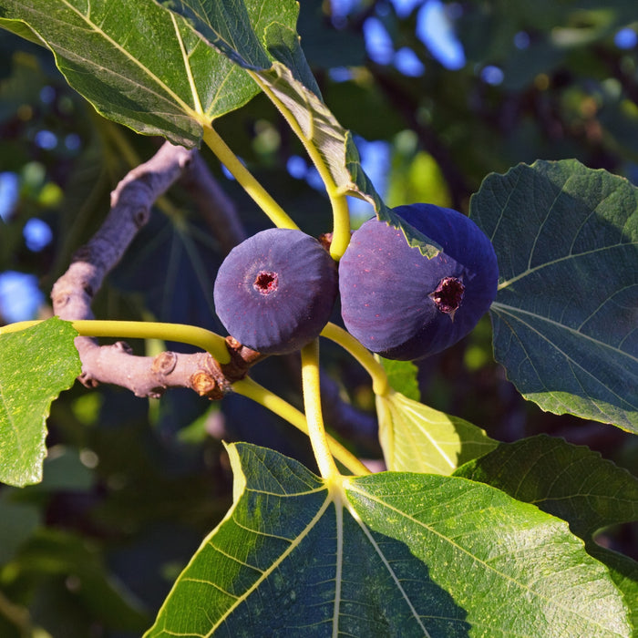 LSU Purple Fig Tree