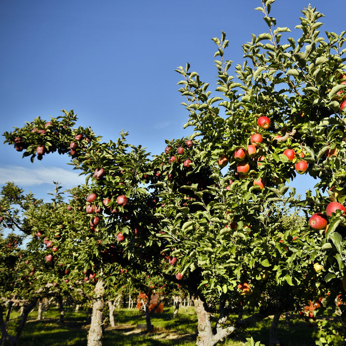 Gala Apple GT