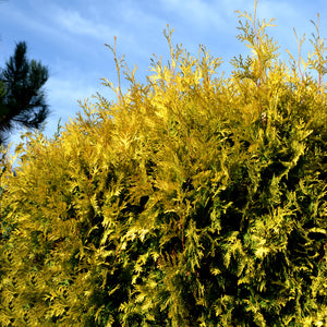 Gold Rider Leyland Cypress