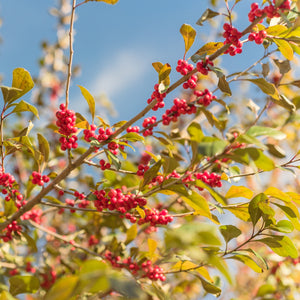 Possumhaw Holly