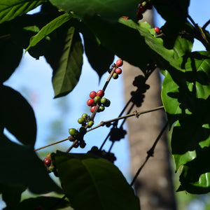 Possumhaw Holly