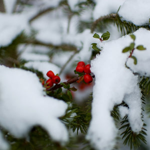 Possumhaw Holly