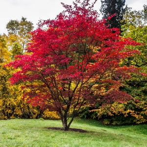 Green Leaf Japanese Maple