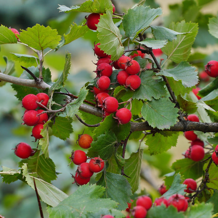 Eastern Mayhaw Shrub