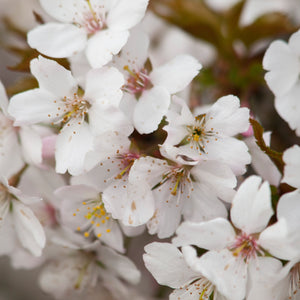 Eastern Mayhaw Shrub