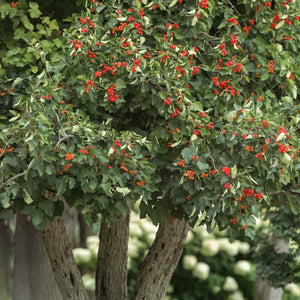 Eastern Mayhaw Shrub