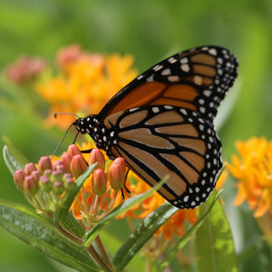 Butterfly Milkweed Shrub