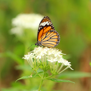 White Swamp Milkweed Shrub